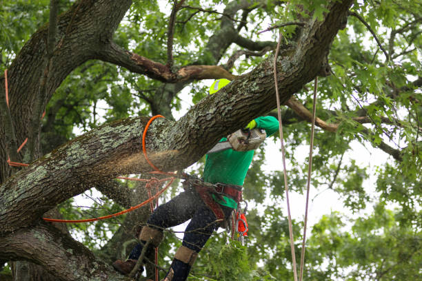 Reliable Olive Branch, MS Tree Care Solutions